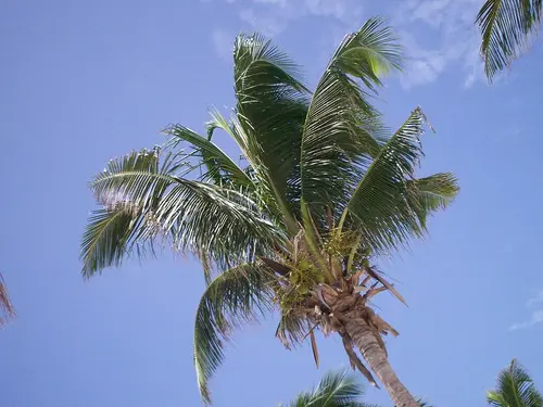 Ev. služby Božie na Kvetnú nedeľu