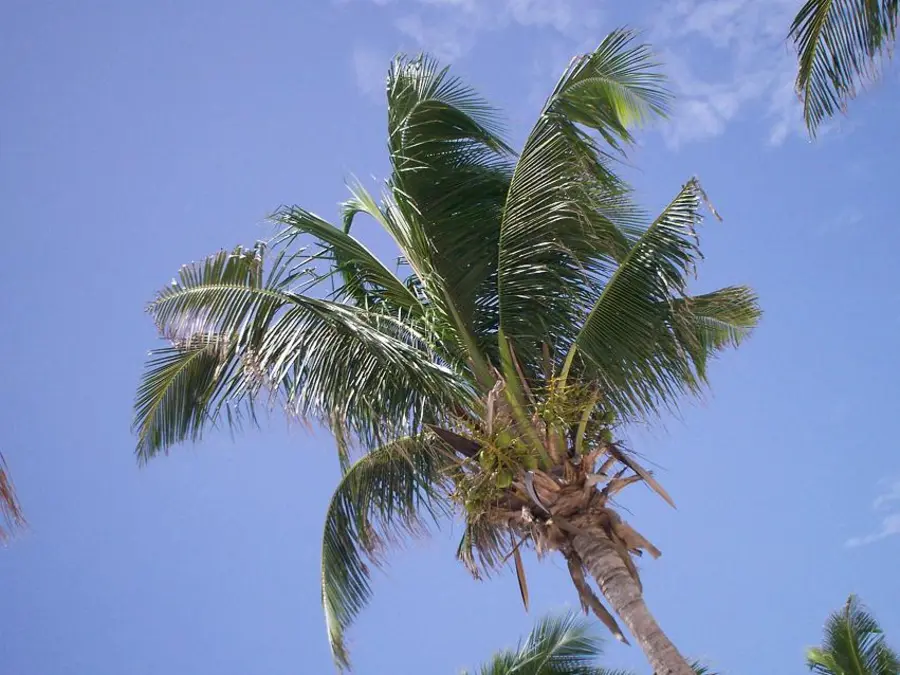 Ev. služby Božie na Kvetnú nedeľu