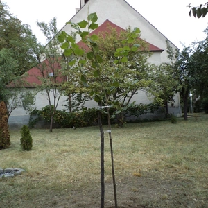 85. výročie posviacky kostola v Prievoze