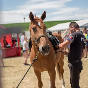 SEMfest 2019