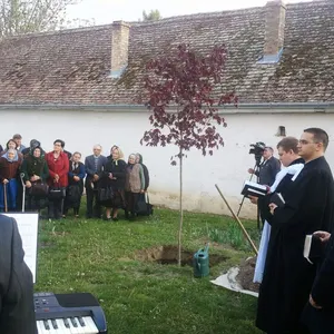 Strom reformácie v srbskom Erdevíku