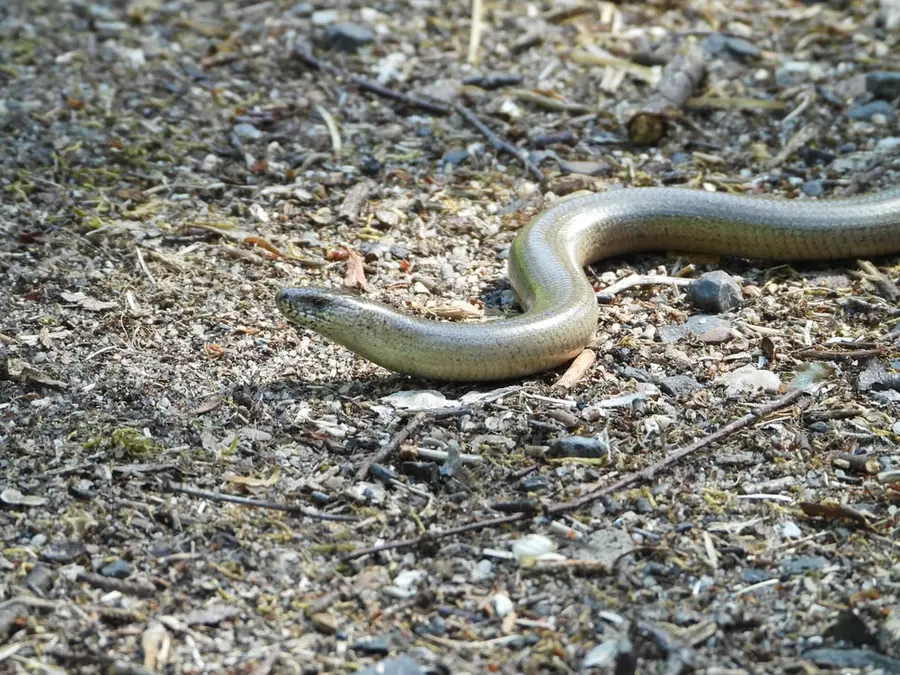 Liek proti hadiemu uhryznutiu a nevďačnosti