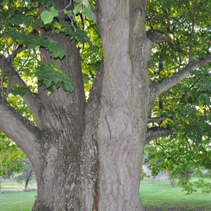 Stromom roka 2012 č. 2 je lipa z Opinej