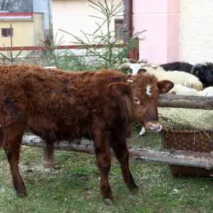Živý betlehem v Kokave nad Rimavicou